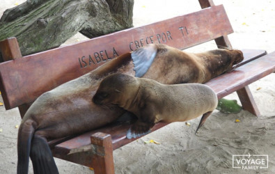 phoques îles galapagos, equateur